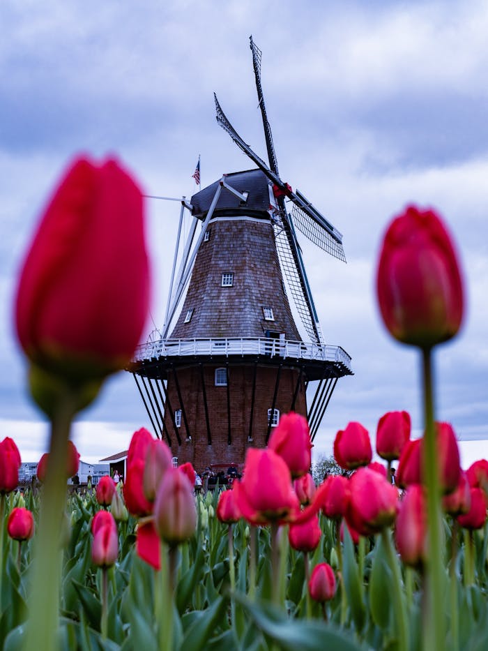A vibrant field of tulips in bloom with a historic windmill in Holland, Michigan, USA.